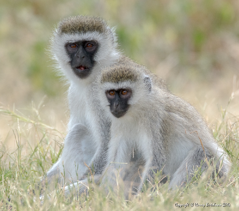 Black Faced Vervet Monkey_HBB4867.jpg